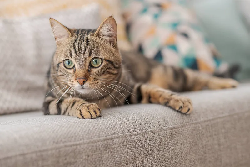 猫の預かりや個室・高級プランを網羅