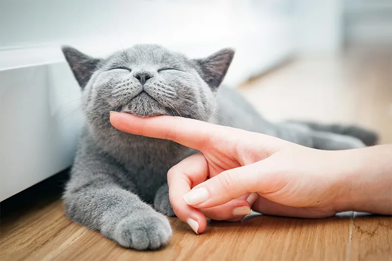 帰省や旅行、出張時の猫の預かり
