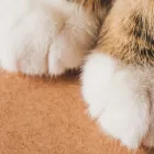 COUCOUの特徴